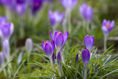 Crocus, bahçedeki ilk ilkbahar çiçeklerinden biri.