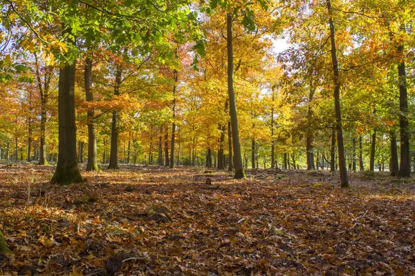 Sonbahar ormanda Milli Parkı De hoge Veluwe Hollanda