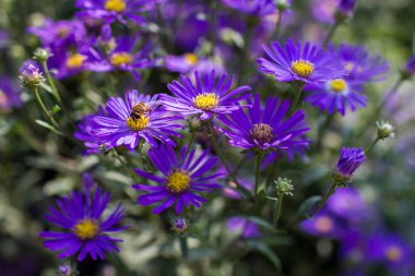 Aster amellus çiçekleri - koyu mor çiçekli aster - yumuşak odak