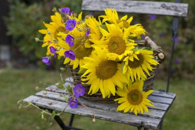 Çiçekler - ayçiçekleri ve sardunya bahçedeki sandalyede bir sepette