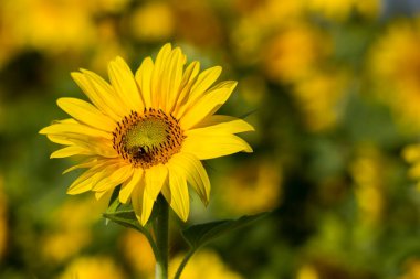 Ay çiçekleri (helianthus) bir tarlada - yaz zamanı