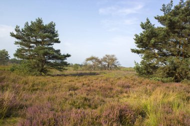 Hollanda 'daki Maasduinen Ulusal Parkı' nda Heathland
