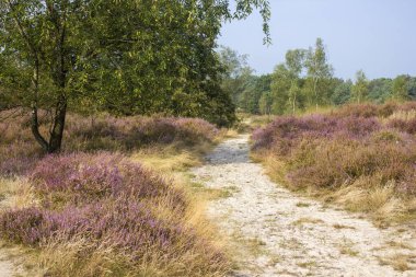 Hollanda 'daki Maasduinen Ulusal Parkı' nda Heathland