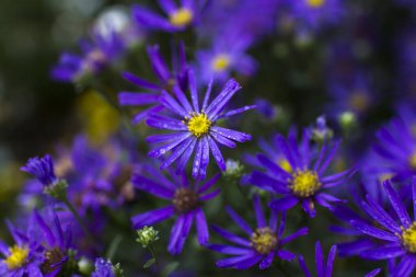 Anemone hupehensis. Genellikle Çin şakayığı ya da Japon şakayığı, yüksük otu ya da yel çiçeği olarak bilinir.