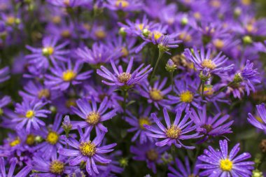Aster amellus çiçekleri - koyu mor çiçekli aster - yumuşak odak