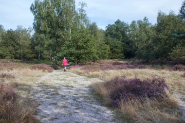 Adam ve köpeği Hollanda 'daki Ulusal Park Maasduinen' de Heathland 'da