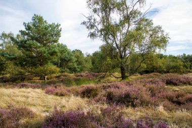 Hollanda 'daki Maasduinen Ulusal Parkı' nda Heathland