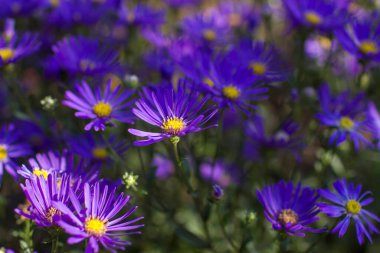 Aster amellus çiçekleri - koyu mor çiçekli aster - yumuşak odak