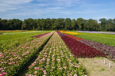 Çiçek tarlası - Hollanda 'da Rudbeckia, echinacea çiçekleri