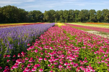 Çiçek tarlası - Hollanda 'da Rudbeckia, echinacea çiçekleri