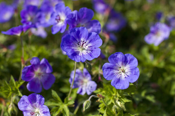 Гераниум великолепный, пурпурный журавль, является одним из видов растений рода Герань, семейство Гераниевые.