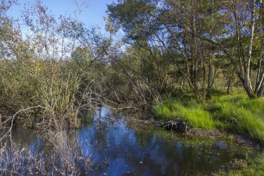Hollanda 'daki Maasduinen Ulusal Parkı' nda manzara