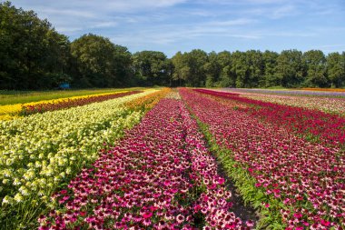 Çiçek tarlası - Hollanda 'da Rudbeckia, echinacea çiçekleri