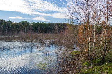 Hollanda 'daki Maasduinen Ulusal Parkı' nda manzara