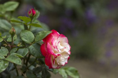 Bahçedeki güller - yakın - yumuşak odak
