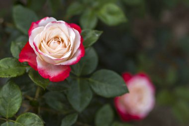 Bahçedeki güller - yakın - yumuşak odak