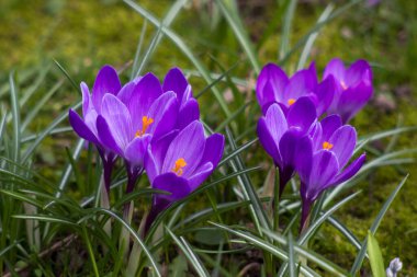 crocus flowers in the garden -  spring flowers - soft focus