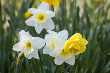Nergis, Narcissus sahte, sarı narsisli çiçekler bir parkta, bahar zamanı.