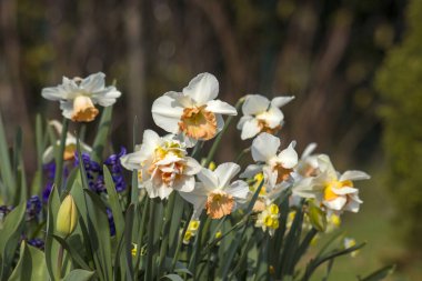 Bahçede bahar çiçekleri - narsis, laleler, sümbül çiçekleri