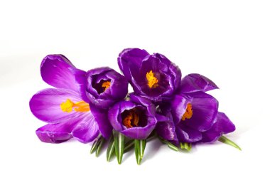 Beyaz arka planda - taze bahar çiçek Çiğdem çiçek