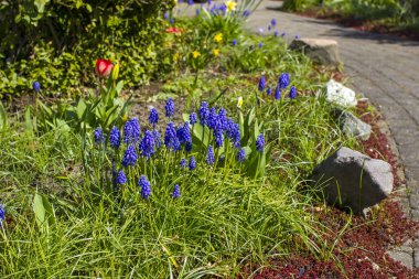 Bahçedeki bahar çiçekleri - laleler, narzissus ve sümbül çiçekleri