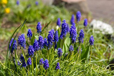 Üzüm sümbülü olarak bilinen Muscari ihmalkarlığı, baharda bahçede