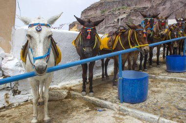 Fira 'daki Merdivenlerde Eşek (katırlar), Yunanistan' daki Santorini Adası