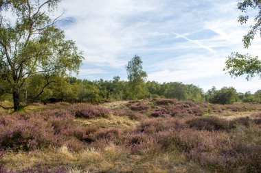 Hollanda 'daki Maasduinen Ulusal Parkı' nda Heathland