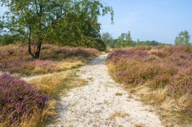 Hollanda 'daki Maasduinen Ulusal Parkı' nda Heathland