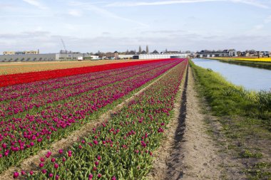 Hollanda 'daki lale tarlası, İlkbahar