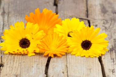 Ahşap arka planda takvim çiçekleri