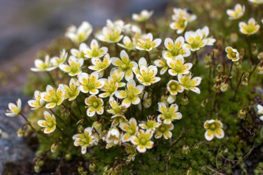 Saxifraga bryoides - Wild flowers in Alps, Austria, Europe clipart