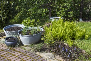 Kırsal bahçe - eğreltiotu ve teneke küvette bitkiler
