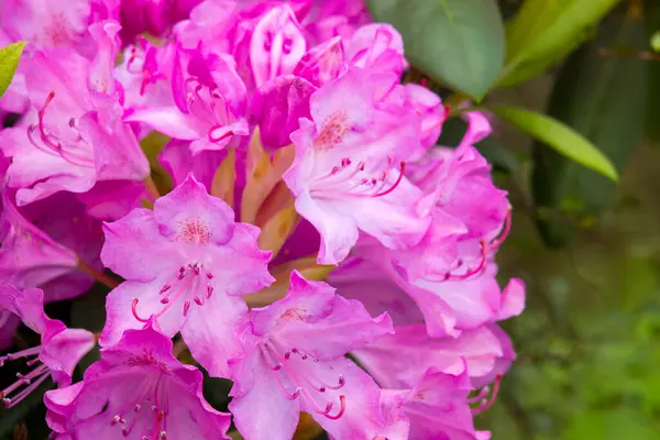 Bahçede açan pembe rhododendron çiçekleri