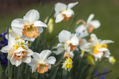 Bahçede bahar çiçekleri - narsis, laleler, sümbül çiçekleri