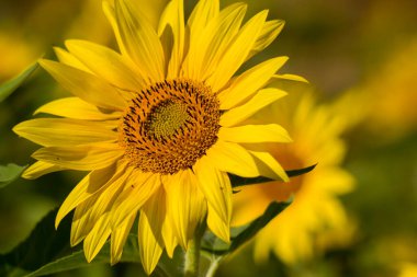 Ay çiçekleri (helianthus) bir tarlada - yaz zamanı