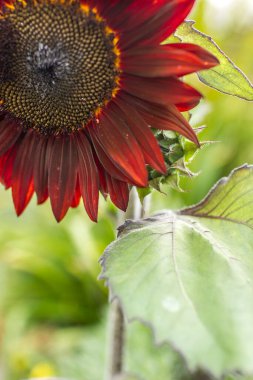 red sunflowers (helianthus annus) in a field - close up clipart