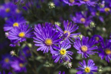 Aster amellus çiçekleri - koyu mor çiçekli aster - yumuşak odak