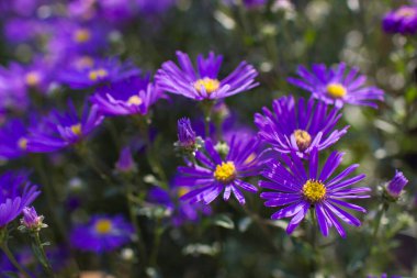 Aster amellus çiçekleri - koyu mor çiçekli aster - yumuşak odak