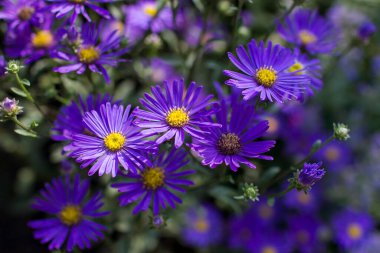Aster amellus çiçekleri - koyu mor çiçekli aster - yumuşak odak