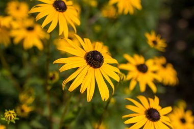 Çiçekler - Rudbeckia fulgida ya da Goldsturm bahçede çiçek açmış.