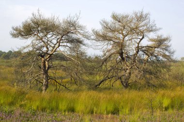 Hollanda 'daki Maasduinen Ulusal Parkı' nda Heathland