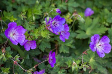 Geranium magnificum, Geraniaceae familyasından bir bitki türüdür..