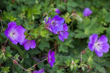 Geranium magnificum, purple cranesbill, is species of plant in genus Geranium, family Geraniaceae. clipart