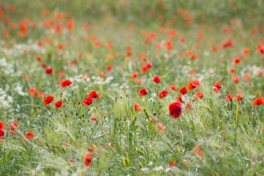 Çayırdaki yabani gelincik çiçekleri - yumuşak odak