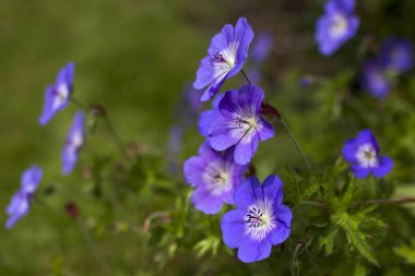 Geranium magnificum, Geraniaceae familyasından bir bitki türüdür..