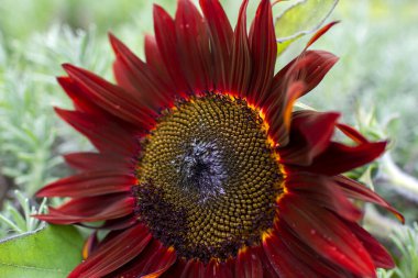 red sunflowers (helianthus annus) in a field - close up clipart