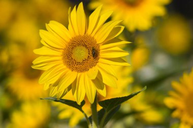 Ay çiçekleri (helianthus) bir tarlada - yaz zamanı