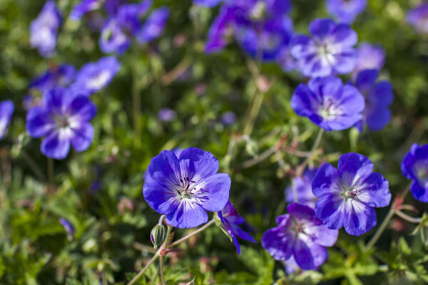 Гераниум великолепный, пурпурный журавль, является одним из видов растений рода Герань, семейство Гераниевые.