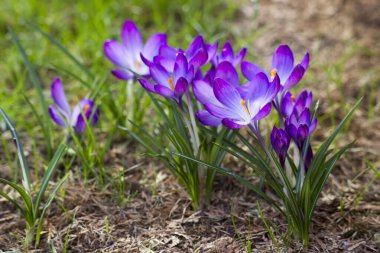 Crocus - ilkbahar çiçeklerinden biri.